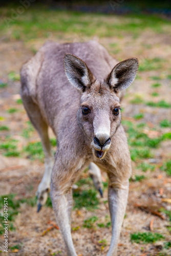 A giant fatal kangaroo is ready to attack people on the grass at Grampians National Park Victoria Australia, zoom in close up view