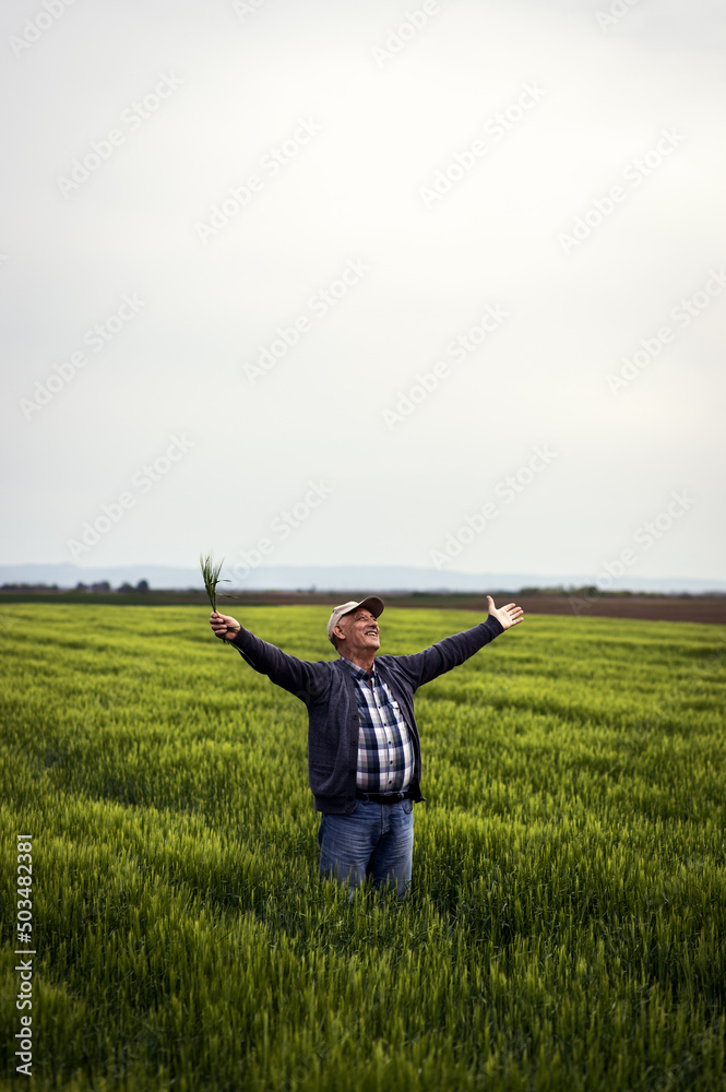 Portrait of senior farmer standing in barley field with his outstretched arms at sunset. Portrait of senior farmer standing in barley field with his outstretched arms at sunset.