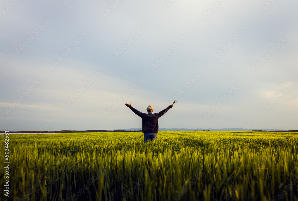 Rear view of senior farmer standing in barley field with his outstretched arms at sunset. - obrazy, fototapety, plakaty 
