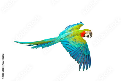 Colorful macaw parrot flying isolated on white. © Passakorn