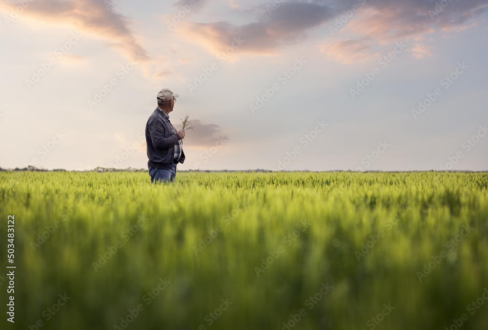 Senior farmer standing in barley field examining crop.	