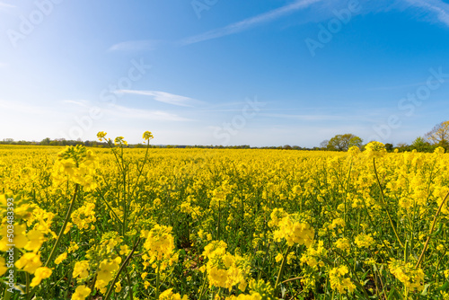 Tableau sur toile Beautiful, yellow rape plants in big field, in the Danish countryside, soaked in spring sun