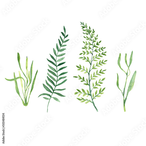Green twigs and herbs isolated on white background. Watercolor hand painted illustration.