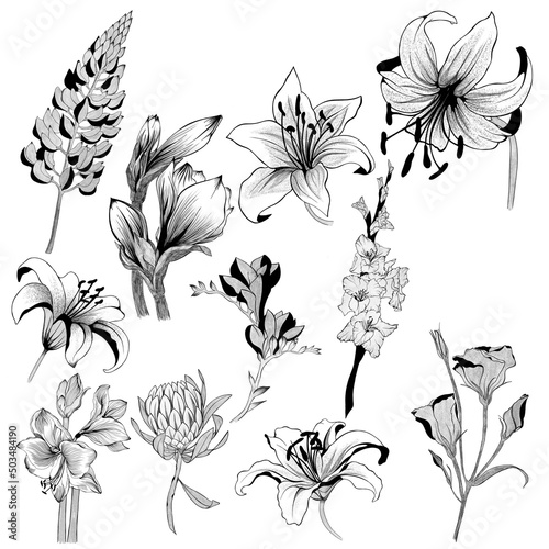 big set of flowers sketches. Hand-drawn. design greeting card and invitation ...