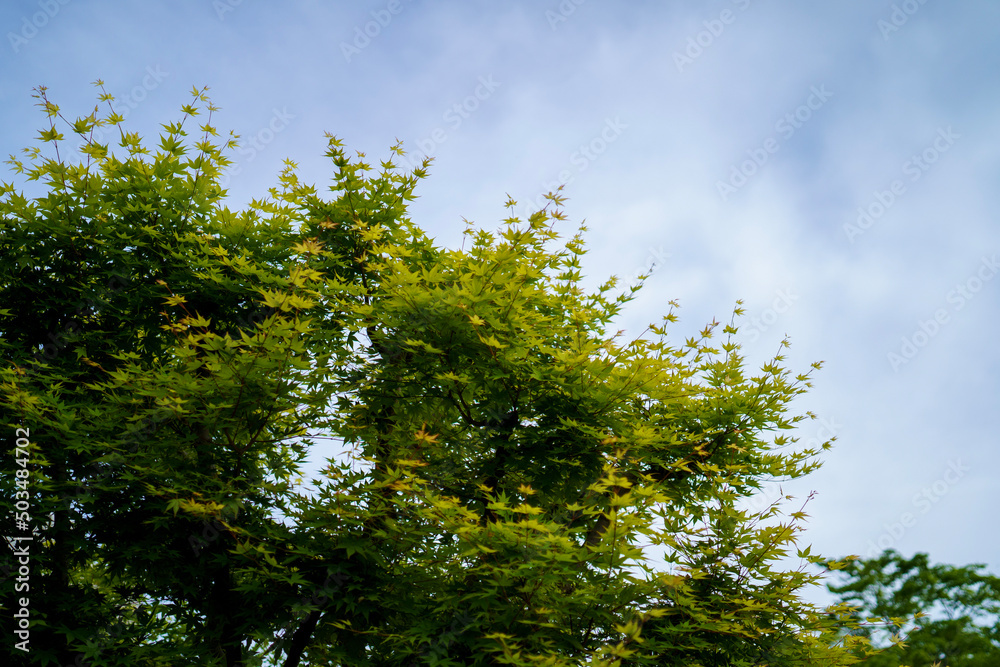 Fototapeta premium tree in the sky