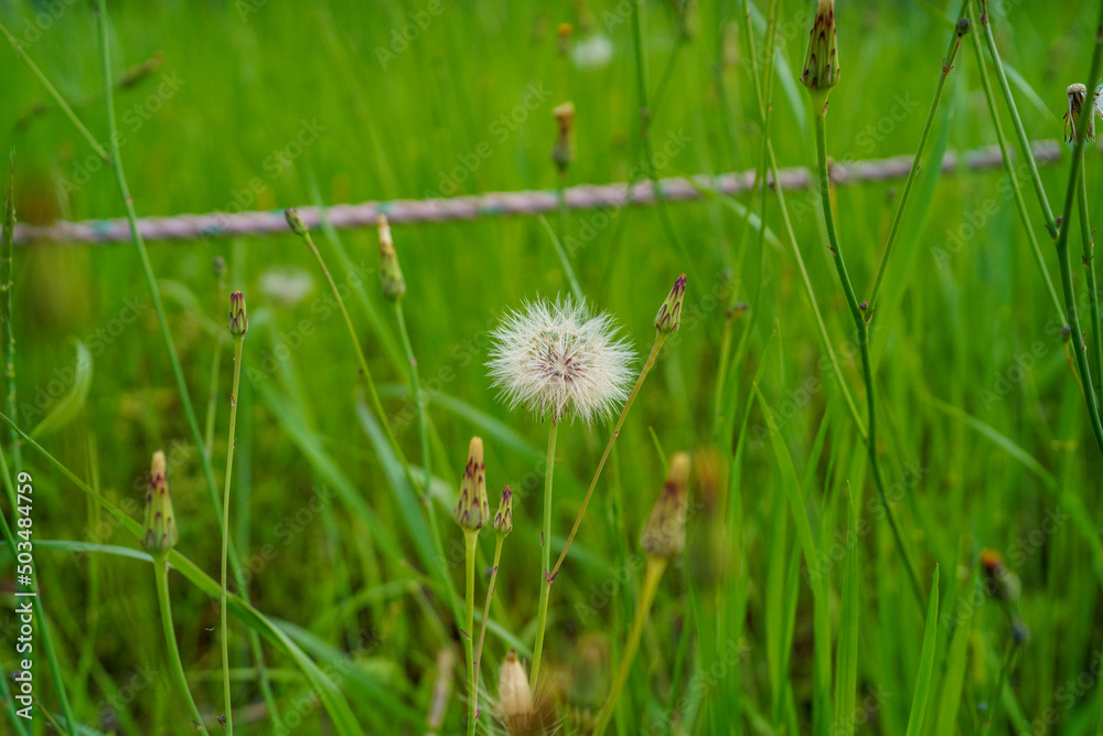 Fototapeta premium dandelion in grass