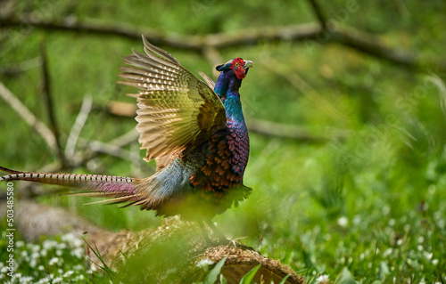 colorful male pheasant, Phasianus colchicus, in its natural habitat in a forest at lake of constance