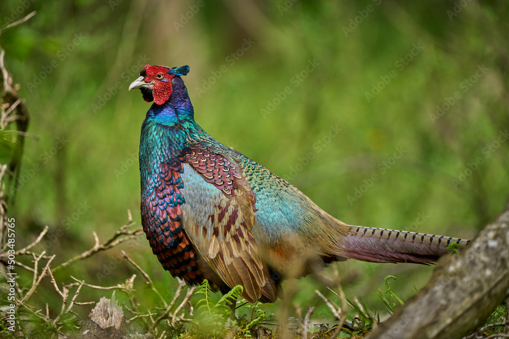 colorful male pheasant, Phasianus colchicus, in its natural habitat in a forest at lake of constance colorful male pheasant, Phasianus colchicus, in its natural habitat in a forest at lake of constance