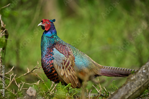 colorful male pheasant, Phasianus colchicus, in its natural habitat in a forest at lake of constance