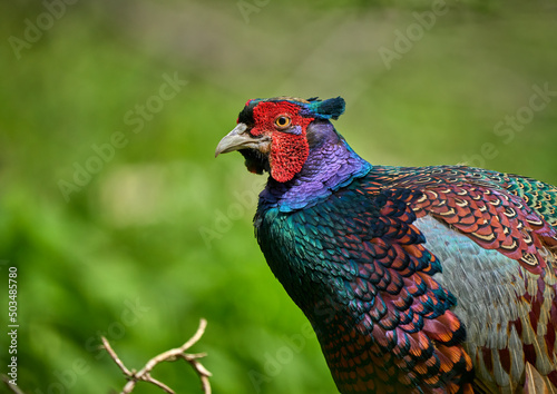 colorful male pheasant, Phasianus colchicus,  in its natural habitat in a forest at lake of constance