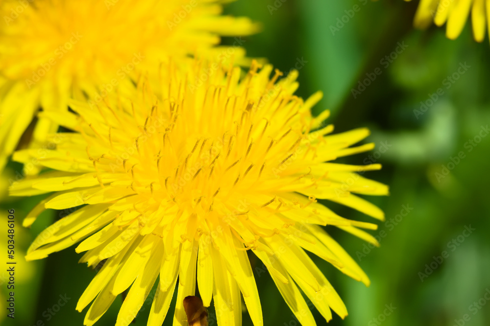 Dandelion, a yellow flower in the sunshine.
Dandelion, a yellow flower in the sunshine.