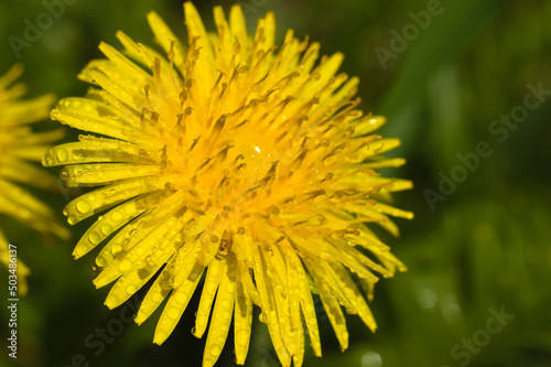 Dandelion, a yellow flower in the sunshine. 