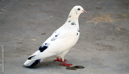 Single white pigeon with black spot on feather