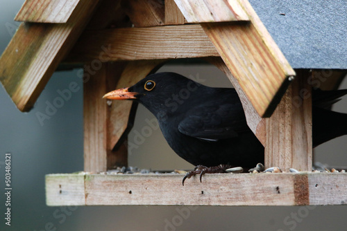 Foto Closeup profile of a blackbird sitting in a birdhouse