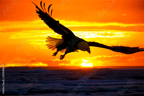 Bald Eagle flying over Ocean water at sunset.