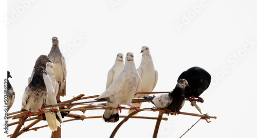 Canvas White pigeon with black spot sitting on wooden stand
