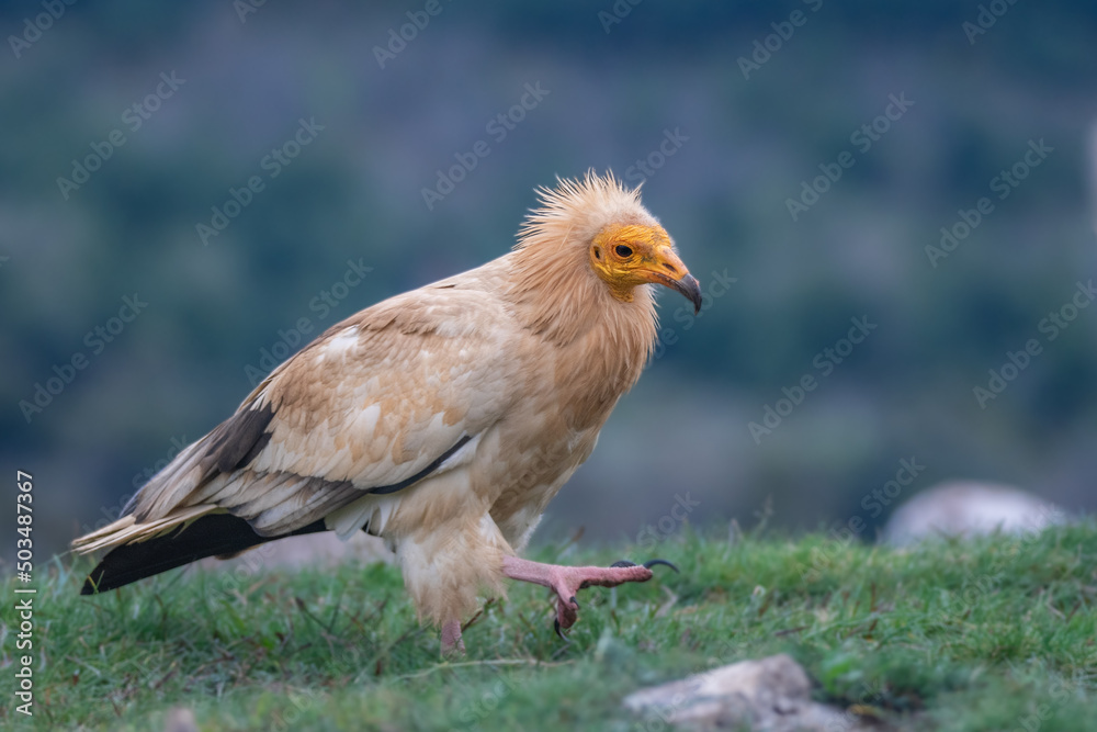 vautour percnoptère vautour percnoptère