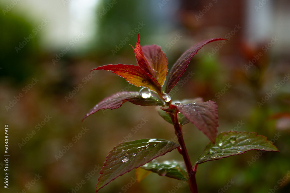 drops of rain