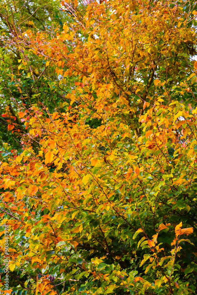 Autumn Autumn