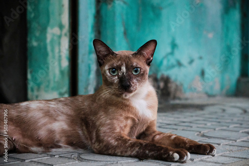 Canvastavla Thai cat lying on the street with a blue wall in the background
