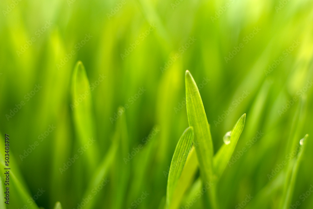 Fresh green grass background macro image. selective focus. Fresh green grass background macro image. selective focus.