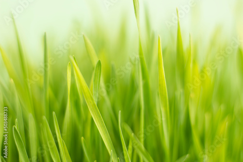 Fresh green grass closes up image.