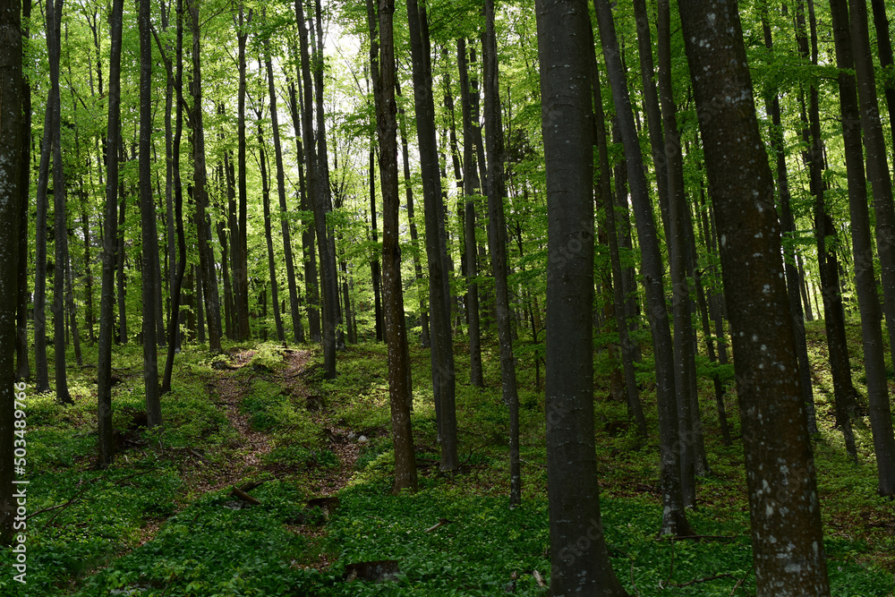 Verträumter Waldweg in der Frühlingssonne mit hohen Buchen und hellem Grün, Bärlauch dicht am Boden Verträumter Waldweg in der Frühlingssonne mit hohen Buchen und hellem Grün, Bärlauch dicht am Boden
