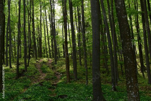 Verträumter Waldweg in der Frühlingssonne mit hohen Buchen und hellem Grün, Bärlauch dicht am Boden
