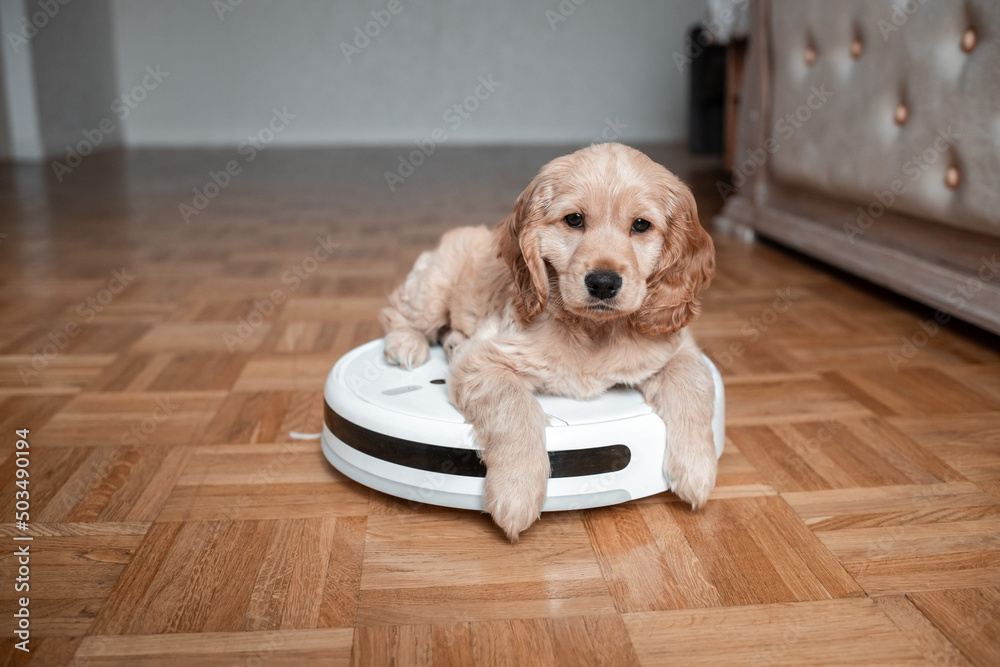 Pet friendly smart vacuum cleaner. Cute golden cocker spaniel puppy dog  with while robot vacuum cleaner works close to him. smart technology  concept Photos | Adobe Stock