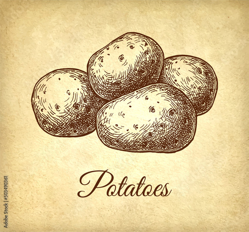 Ink sketch of potato.