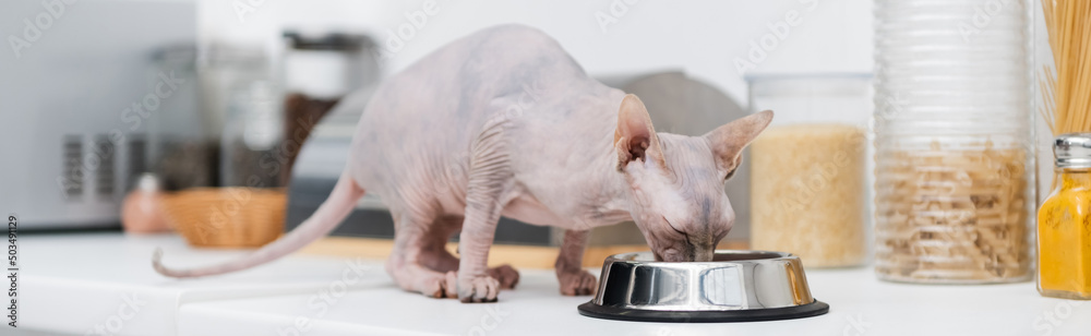 Sphynx cat eating from bowl near food on kitchen worktop, banner.