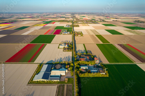 Aerial view of the colorful tulip fields and farmhouses in Noordoostpolder part of Netherlands photo