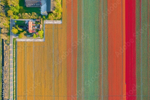 Aerial view of the colorful tulip fields and farmhouses in Noordoostpolder part of Netherlands photo