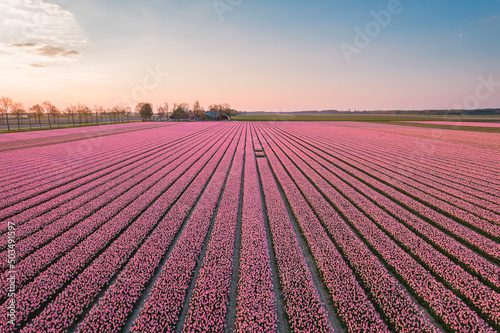 Aerial view of a pink tulip field in Keukenhof, Lisse at sunrise in Netherlands #503491597