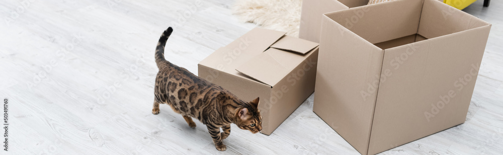High angle view of bengal cat walking near cardboard boxes at home, banner.