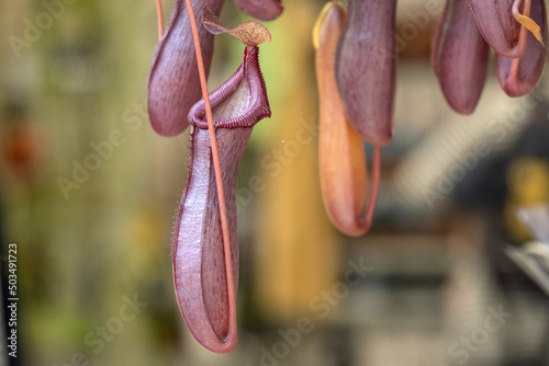nephentes carnivorous plant close up photo