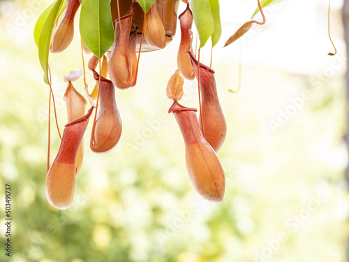 nephentes carnivorous plant close up photo