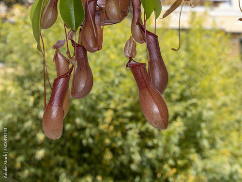 nephentes carnivorous plant close up photo