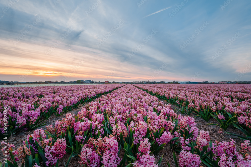 colorful hyacinth fields in Keukenhof, Lisse at dusk in Netherlands colorful hyacinth fields in Keukenhof, Lisse at dusk in Netherlands