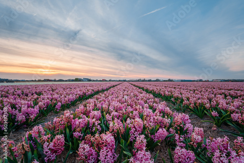 colorful hyacinth fields in Keukenhof, Lisse at dusk in Netherlands