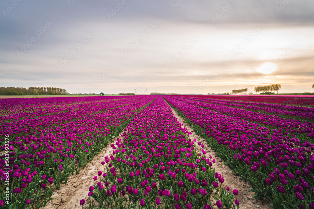 Colorful tulip flower fields in Keukenhof, Lisse at dusk in Netherlands