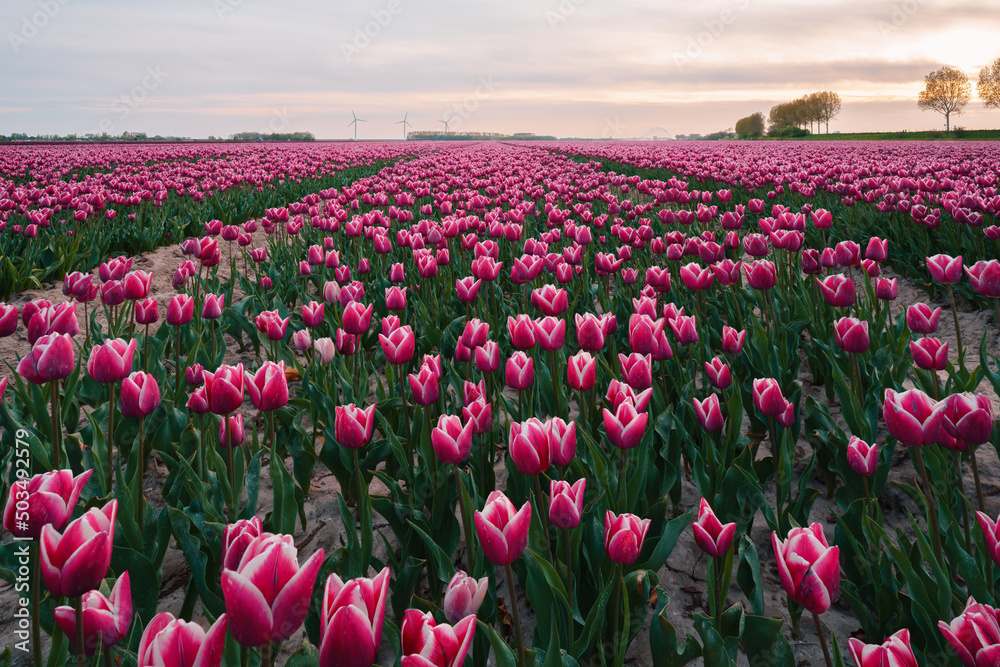 Colorful tulip flower fields in Keukenhof, Lisse at dusk in Netherlands