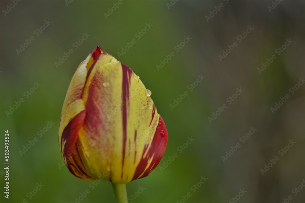 tulip with raindrops