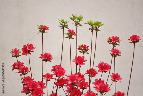 Wallpaper Mural Rote Rhododendron Blüten mit wenige hell grüne Blätter auf einem neutralen hell grauen Hintergrund. Torontodigital.ca