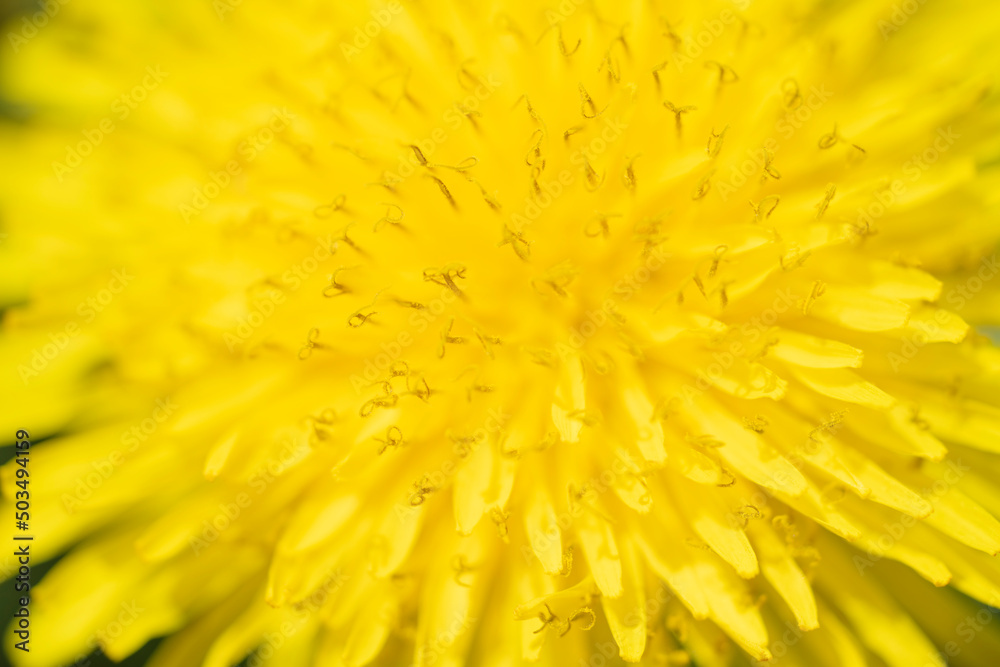 Yellow dandelion bud petals macro shooting, close-up. Yellow dandelion bud petals macro shooting, close-up.