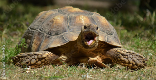 Tortue géante des Seychelles
