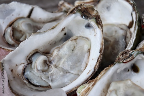 Fresh oyster and shell seafood on wood background