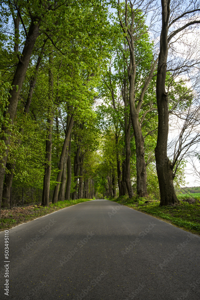 May spring Avenue of trees in the village of Czesławice May spring Avenue of trees in the village of Czesławice