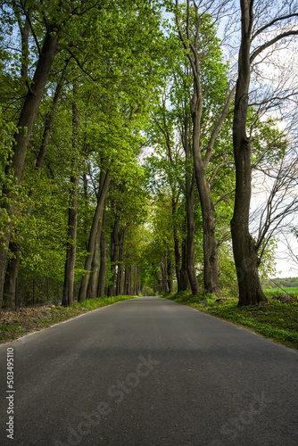 May spring Avenue of trees in the village of Czesławice