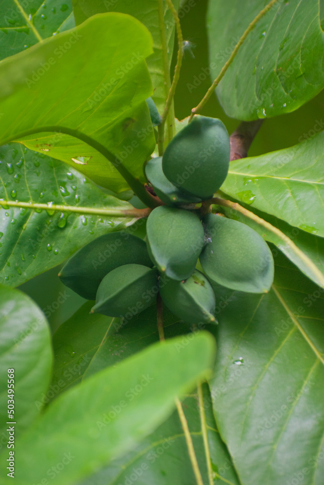 Terminalia catappa is a large tropical tree in the leadwood tree ...
